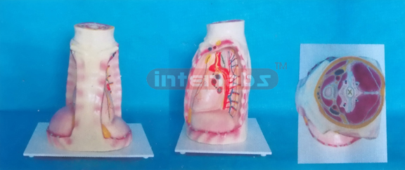 MODEL OF ANATOMICAL MEDIASTINUM & HEART (HIGHT TYPE)